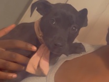 American Pit Bull Terrier – Pitbull puppy needs a new home ASAP. – Memphis
