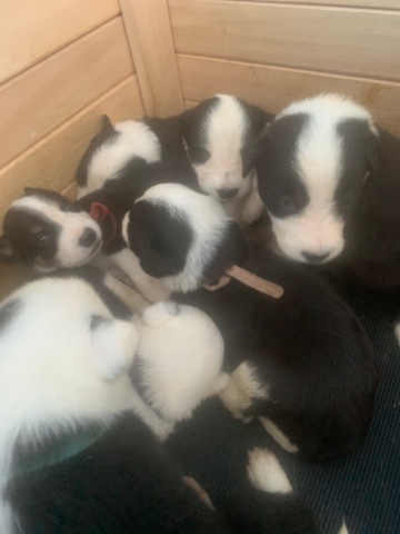 Border Collie – Adorable 3/4 collie pups