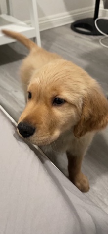 Golden Retriever – Golden Retriever Puppy