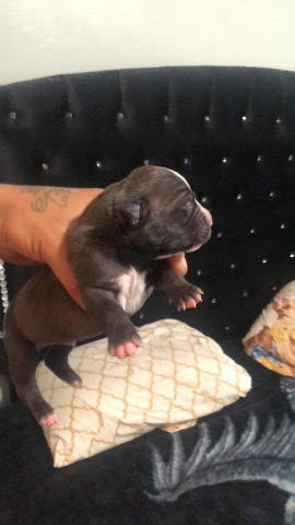 American Pit Bull Terrier – Razor edge pitbull