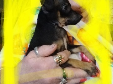 Chihuahua – two left full-blooded Chihuahua puppies – Zephyrhills