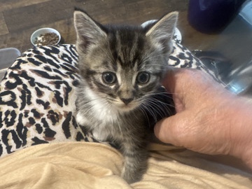 Norwegian Forest cat - three kittens for sale available for adoption in Cambridge