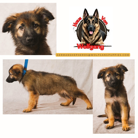 German Shepherd – German Shepherd Puppies