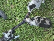 Australian Shepherd – Aussie puppies – Rhoadesville