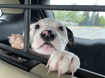 American Pit Bull Terrier - pretty #Dog available for adoption in Anchorage