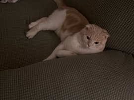 British Shorthair – cat for free adoption – Dubai