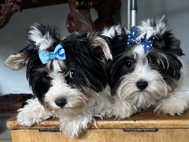 Biewer Terrier puppies – Vero Beach