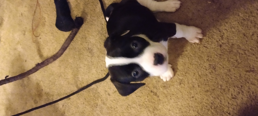 American Pit Bull Terrier – Pitbull puppies.