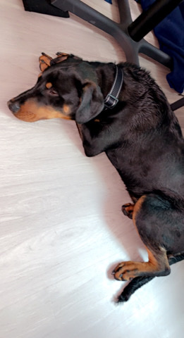 Doberman Pinscher – Doberman/ German Shepherd