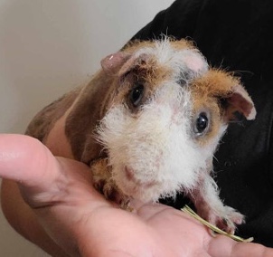 Adult male skinny pig