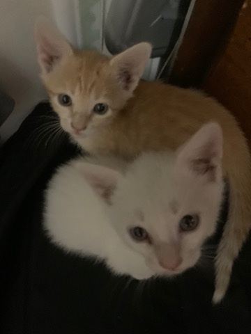 mandarin kitten
