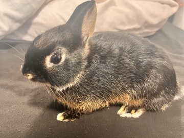 Netherland Dwarf – Netherland Dwarf Bunny needs rehoming ASAP – Liverpool