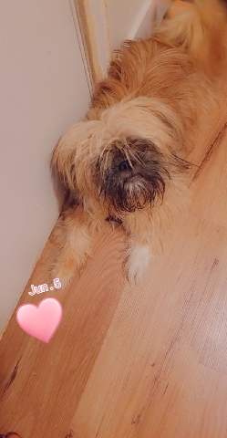 Shih Tzu – Cute energetic puppy