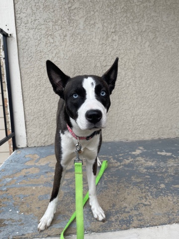 Siberian Husky – rehoming husky/ pitbull mix