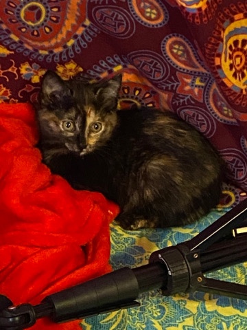 American Shorthair – Free Kitten
