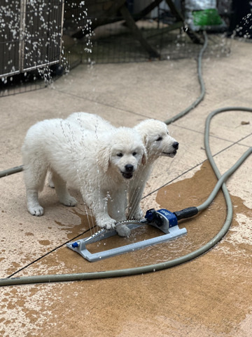 Kuvasz – AKC Kuvasz puppies -13 weeks