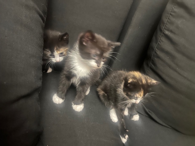 Cats For Sale