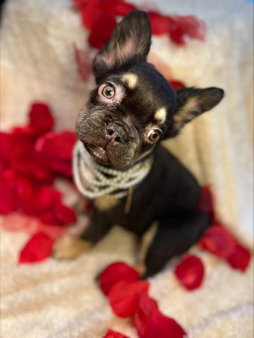 French Bulldog – female fluffy for sale