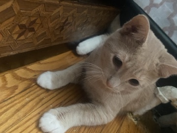 tabby – Upper Darby