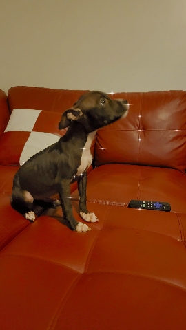 American Pit Bull Terrier – Blue Nose American Pitbull Terrier