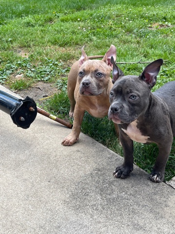 American Bulldog – American Pocket Bullies
