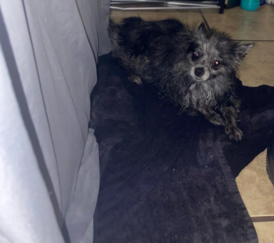 Pomeranian – needs a home