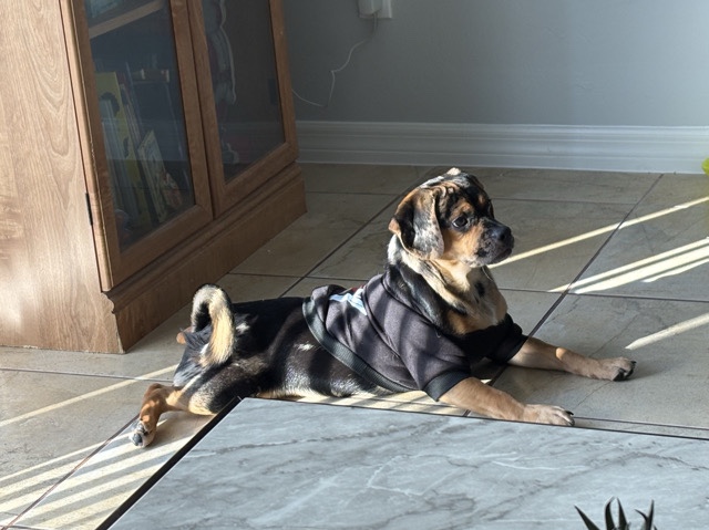 Puggle – puggle for sale – Bonita Springs