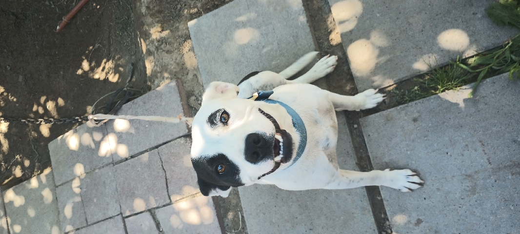 American Pit Bull Terrier – pit bull