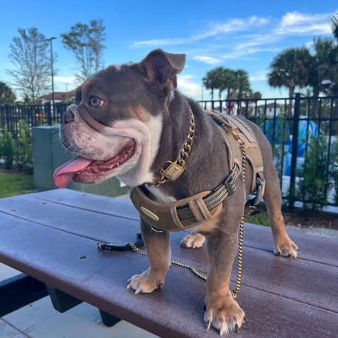 English bulldog