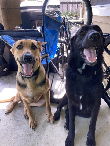 German Shepherd – Dynamic full breed German shepherds duo