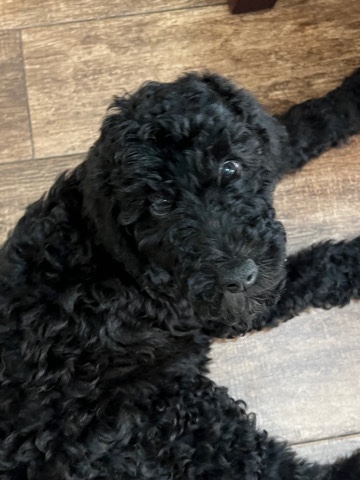 Poodle – black standard poodle