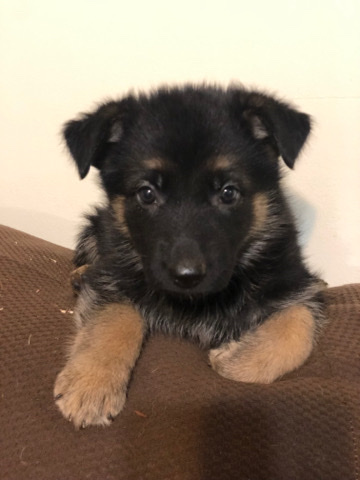 German Shepherd – Exotic German Shepherd
