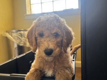 golden doodles