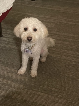 Maltese – Rehoming my pup