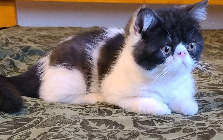 Exotic Shorthair – Exotic Persian CFA
