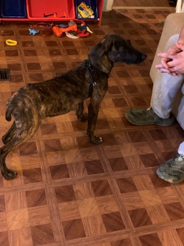 Foster dog needing home