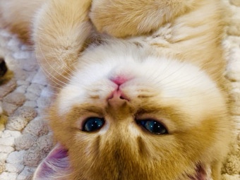 Golden Chinchilla 