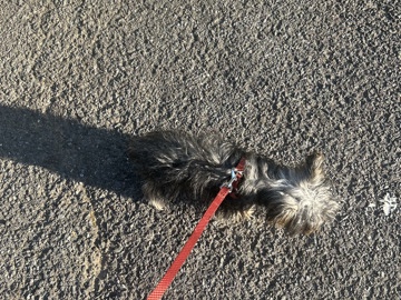 Yorkie Poo – yorkie – Baltimore
