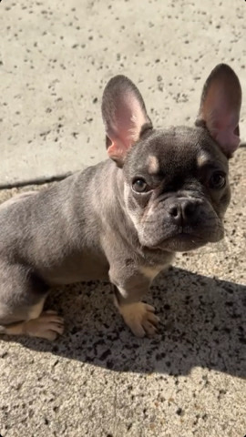 French Bulldog – French Bulldog