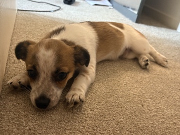 Jack Russell Chihuahua Puppy🐾