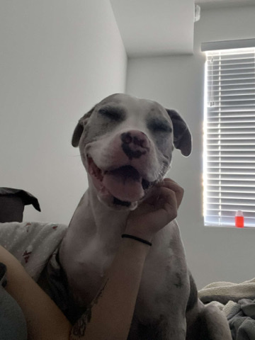 American Pit Bull Terrier – selling female dog