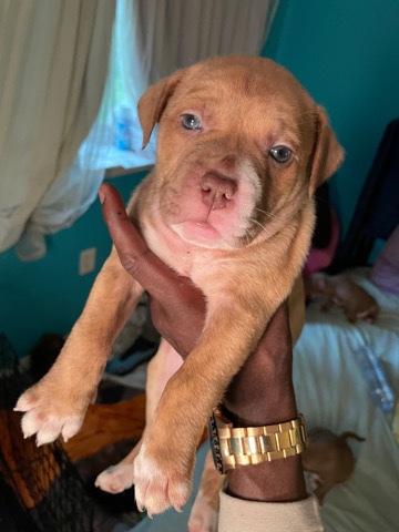 American Pit Bull Terrier – Tuxedo Bully Xl x Rednose Pitbull puppies