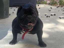 American Bulldog – Micro Bully – Los Angeles