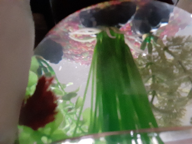 Betta – betta