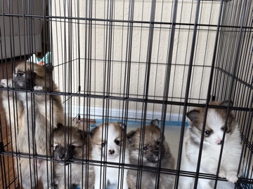 Pomeranian – Pomeranian – Orlando
