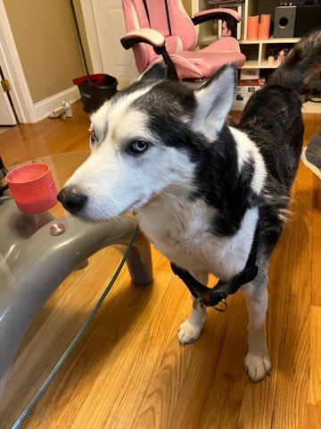 Siberian Husky – Siberian Husky For sale