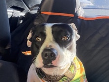 American Pit Bull Terrier – pitbull – Greenville
