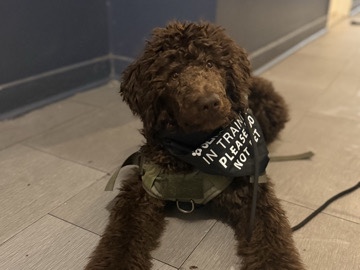 Poodle – service dog in training for sale – DeKalb