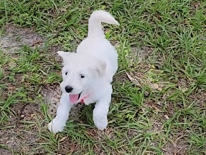 Labradoodle – Snowflake a sweet Labradoodle – DeLand