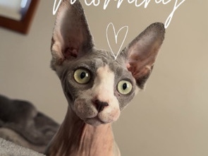 Sphynx – Young Sphynx – Black River Falls